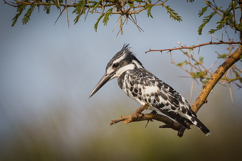 26 Oeganda, Queen Elizabeth NP, bonte ijsvogel.jpg